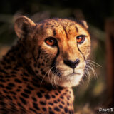 Cheetah - Dave Simpson Photography