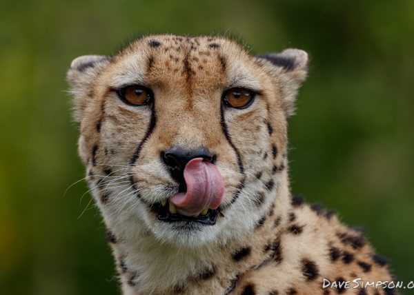 Cheetah - Dave Simpson Photography