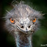 Emu - Dave Simpson Photography