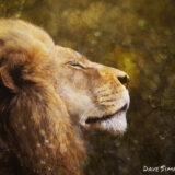 Lion - Dave Simpson Photography