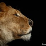 Lion - Dave Simpson Photography