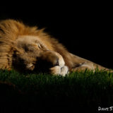 Lion - Dave Simpson Photography