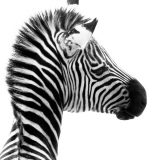 Zebra - Dave Simpson Photography