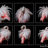 Flamingos - Dave Simpson Photography