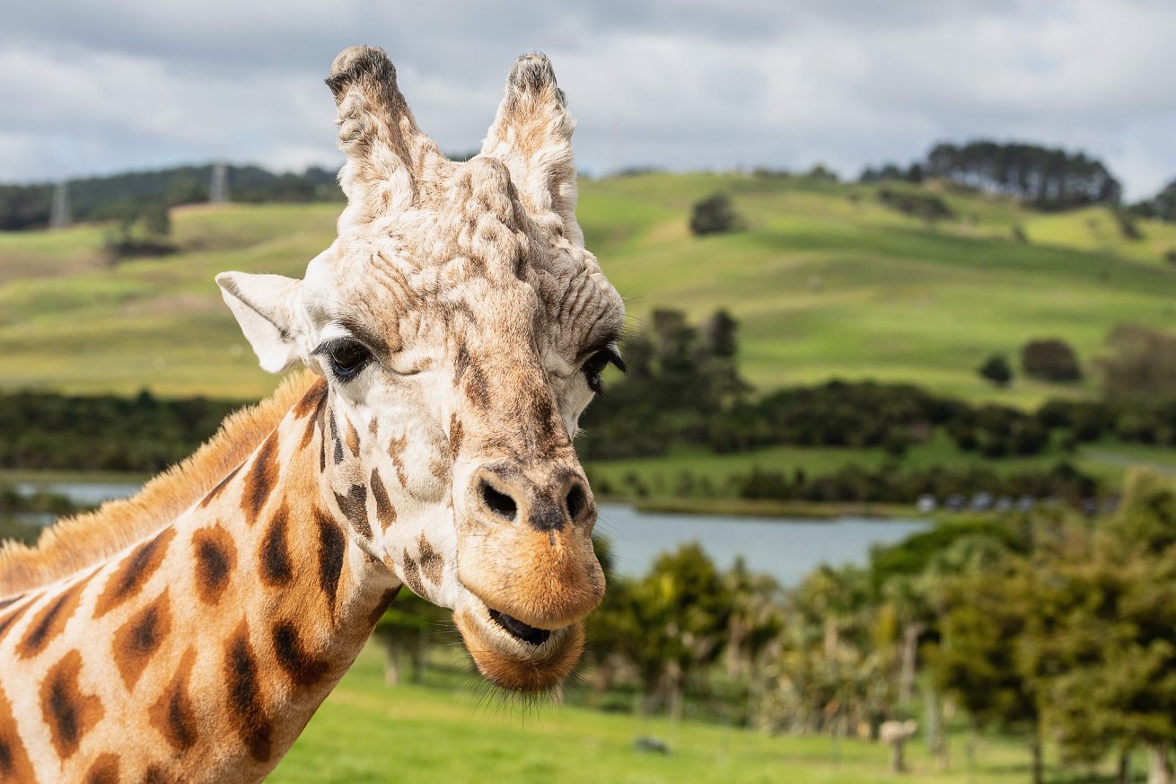 Gibbs Farm Ruru - Dave Simpson Photography