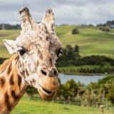 Gibbs Farm Ruru - Dave Simpson Photography